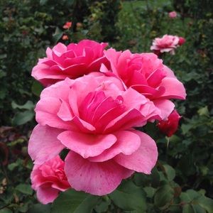 Meet your Posher, Annie